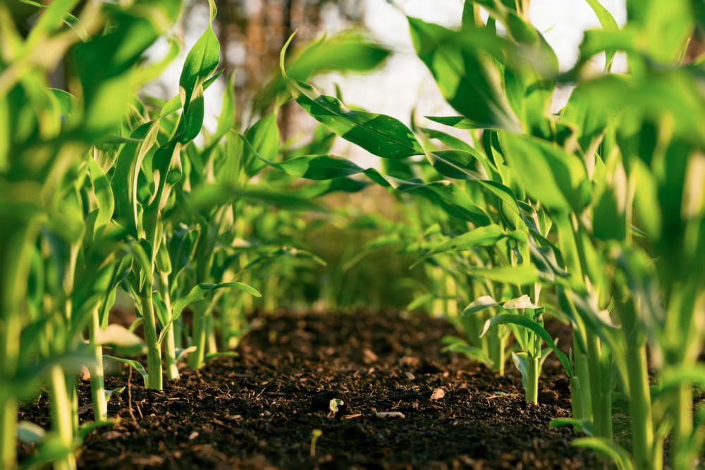 Indian farmers sourcing fresh crops directly from agricultural fields