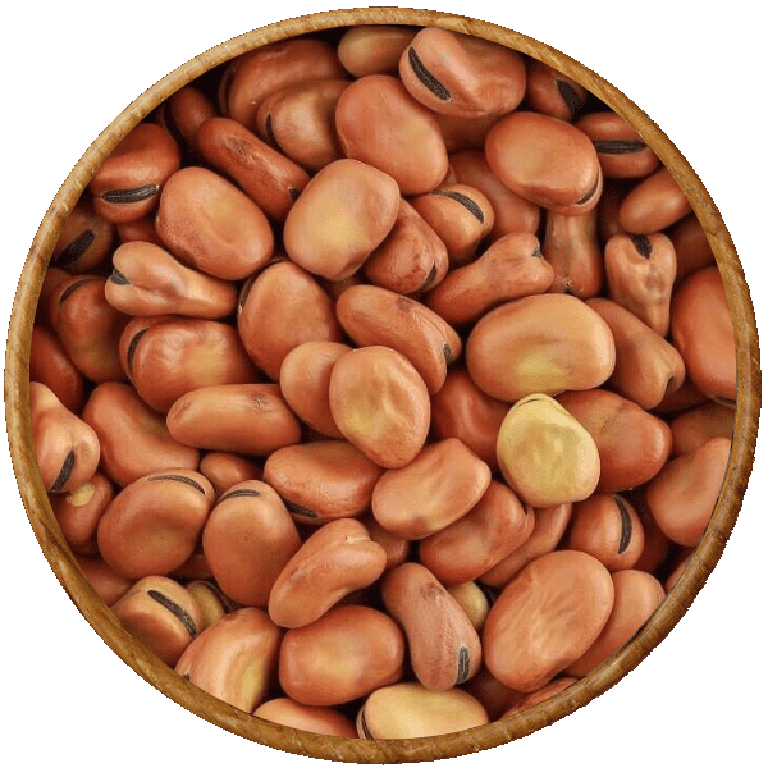 Fava Beans